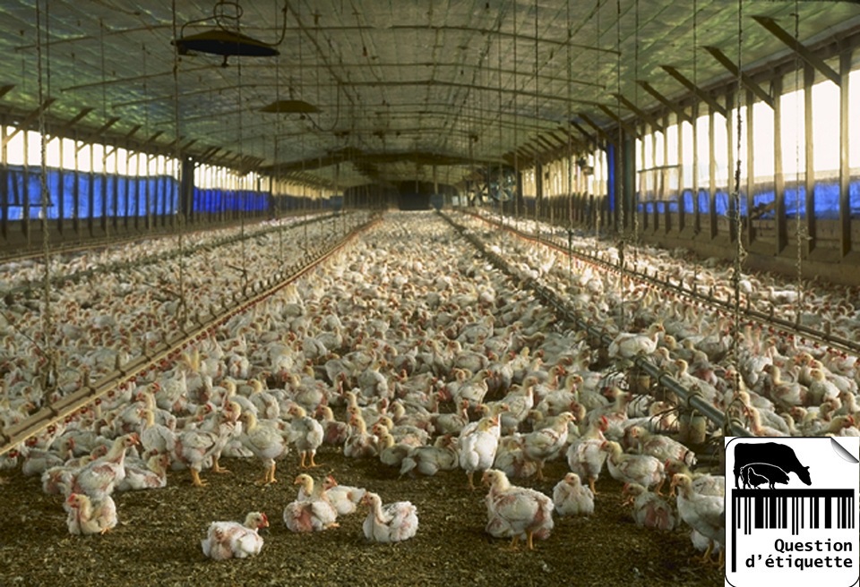 Viande: étiqueter l’origine, le mode d’élevage et les OGM