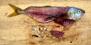 Les microplastiques contaminent  fruits de mer, poissons et sel