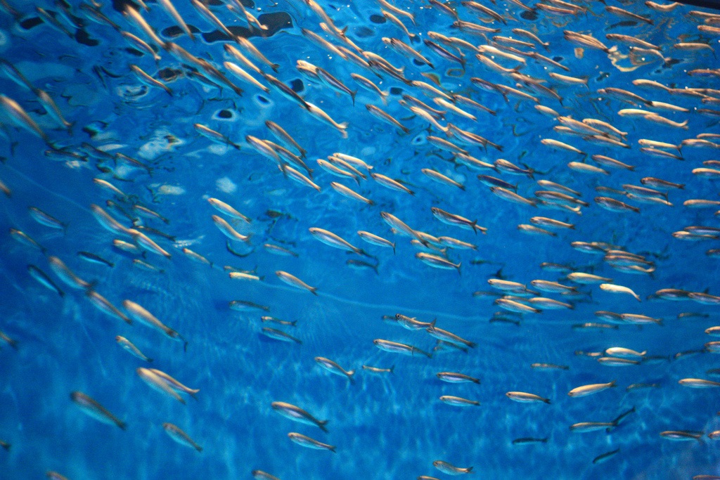 Journée mondiale pour la fin de la pêche: non à l’exploitation des poissons