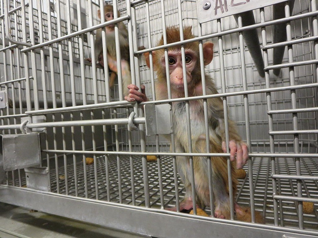 L’expérimentation animale est une mauvaise science: pourquoi existe-t-elle encore ?