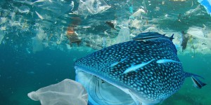 Pollution plastique: à qui la faute? Le WWF passe à l’attaque!