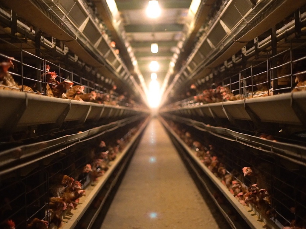 Groupe Casino : fin de la commercialisation des œufs de poules en cage
