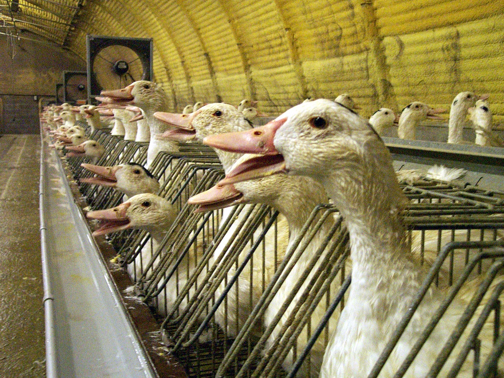 Foie gras et gavage : L214 porte plainte contre l’État français