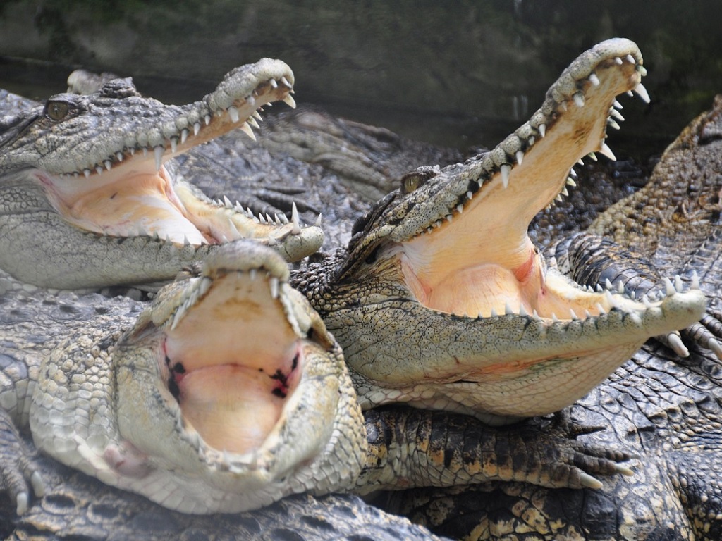 Hermès investit dans une ferme de crocodiles en Australie et suscite l’indignation
