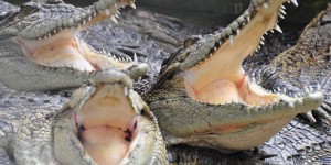 Hermès investit dans une ferme de crocodiles en Australie et suscite l’indignation