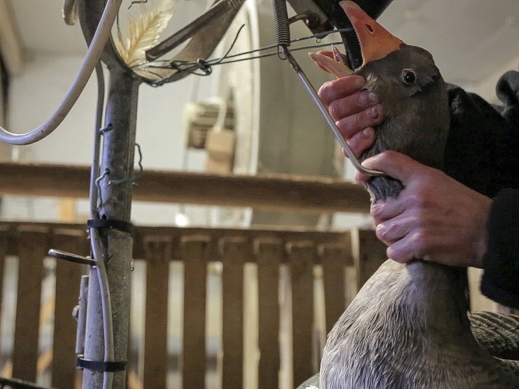 Le foie gras : une torture haut de gamme, selon L214