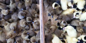 Influenza aviaire: l’Anses soulève la question des densités d’élevage
