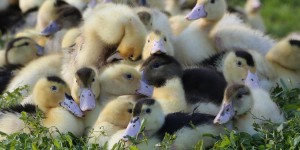 Influenza aviaire : Plus de 2 millions de canards abattus et ça continue