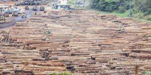 Forêts d’Afrique centrale : l’autre poumon vert de la planète vulnérable