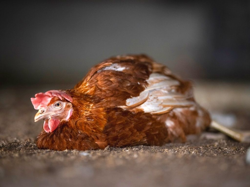 L214 veut “donner l’alerte sur l’élevage au sol” des poules pondeuses