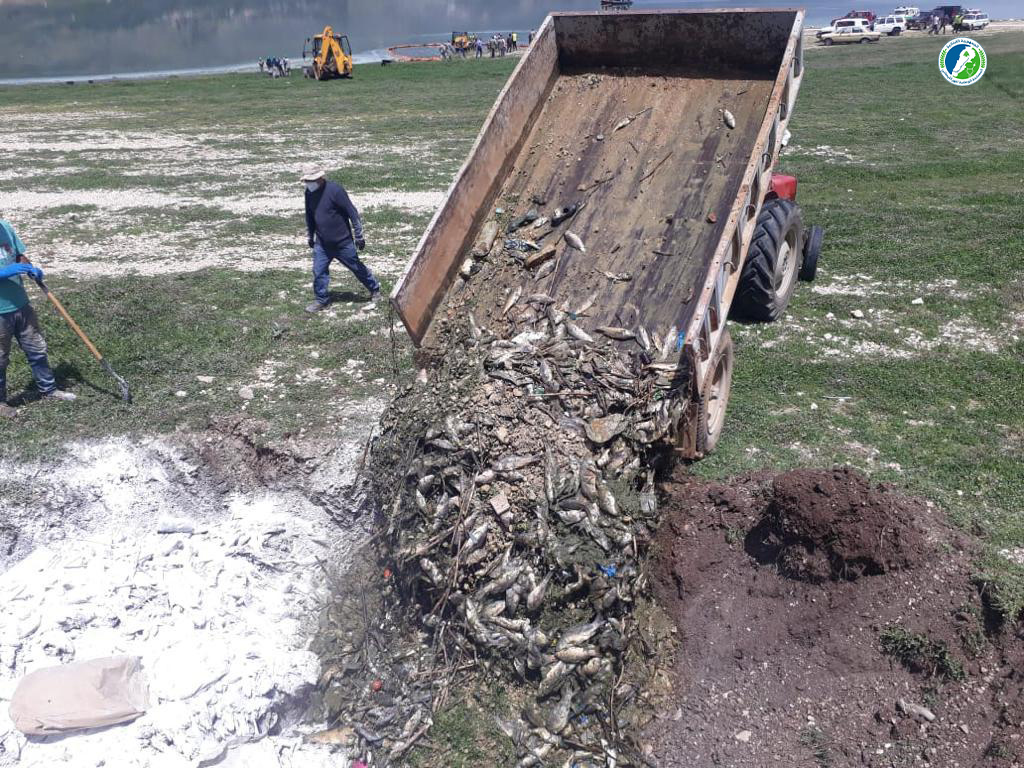 Au Liban, les autorités ramassent les poissons morts à la pelleteuse
