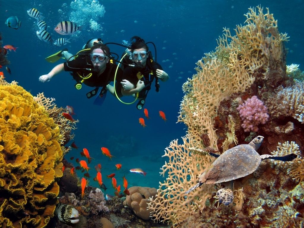Les coraux pourraient tous disparaître d’ici 30 ans
