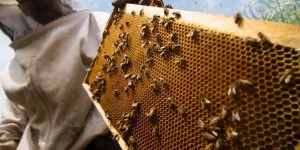 Plan pollinisateur et étiquetage des miels: coup de gueule des apiculteurs