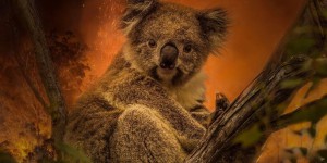 Disparition de 30% des koalas en trois ans