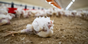 L214 dévoile une nouvelle enquête dans un élevage de poules et coqs reproducteurs dans le Morbihan
