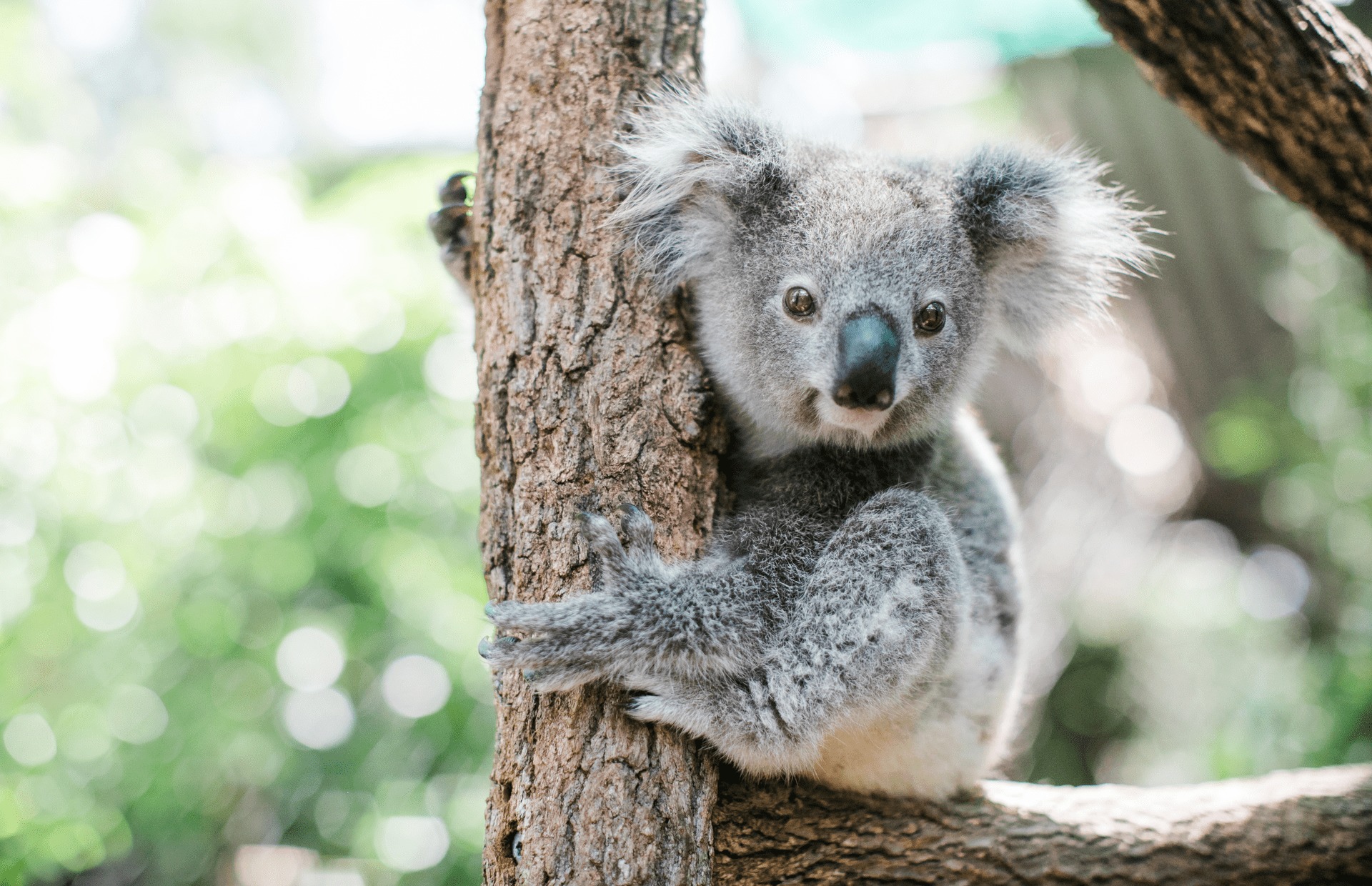 L’Australie classe officiellement le koala comme « en danger »
