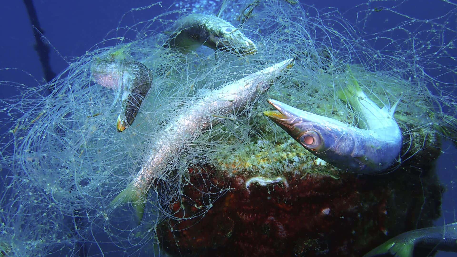 L’Ifremer appelle à repérer déchets en mer et microalgues toxiques