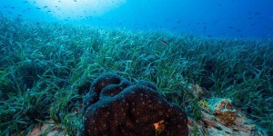  Les aires marines protégées, outil incontournable des politiques climat