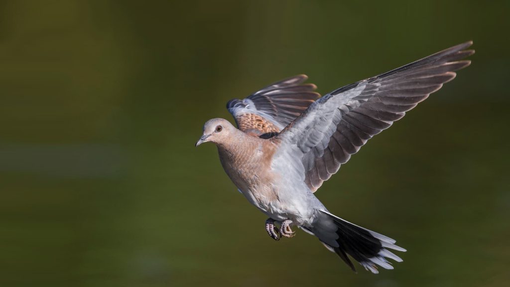  La survie des oiseaux migrateurs menacée par le dérèglement climatique