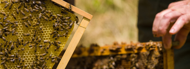 L'usage des pesticides 'mention abeilles' bientôt restreint durant la période de floraison