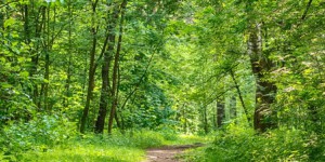 Gestion durable des forêts : des fonctions écologiques à valoriser