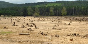 Les agrocarburants utilisés en Europe accélèrent bel et bien la déforestation