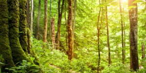 Restructuration de la filière forêt-bois française : l'Allemagne comme modèle ?