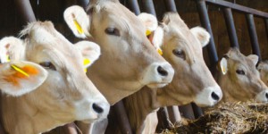 Ferme des '1000 vaches' : l'exploitation commence et des négociations s'ouvrent