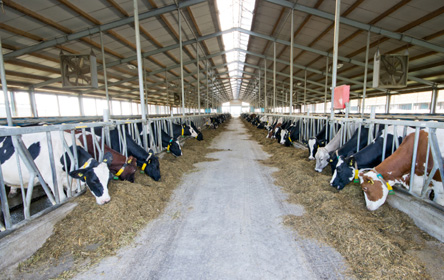 Lire notre dossier d'actu 'Le projet controversé de la ferme des 1000 vaches et son méthaniseur '