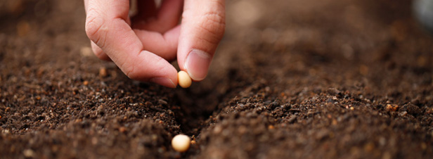 Loi d'avenir agricole : un pas 'important' pour les semences paysannes 