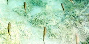 Microplastiques : les poissons d'eau douce aussi sont contaminés