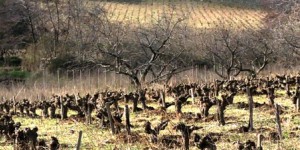 L'agroforesterie appliquée à la viticulture, ça marche !