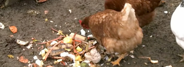 Quand les poules volent dans les plumes des déchets alimentaires