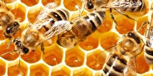 Pesticides contre abeilles : le combat continue sur tous les fronts