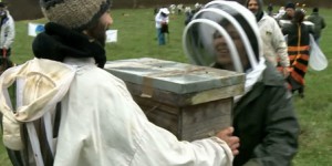 Apiculture : élan de solidarité pour les abeilles ariégeoises