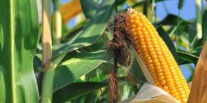 Importations d'OGM : l'Europe propose un nouveau cadre juridique