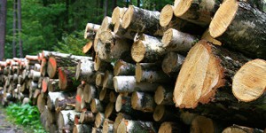 L'Ademe pointe l'impact du développement du bois énergie sur le bilan GES de la forêt