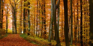 La forêt française manque de plantations et de financements