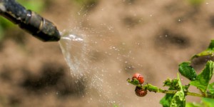Pesticides : un rapport officiel pointe l'échec du dispositif Certiphyto