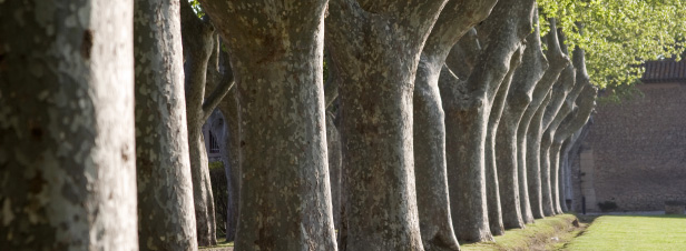 Loi biodiversité : les sénateurs renforcent la protection des alignements d'arbres 
