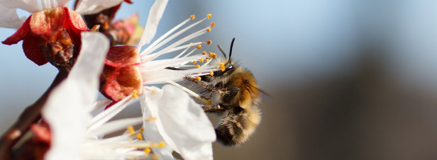 Pollinisateurs : le Giec de la biodiversité tire la sonnette d'alarme