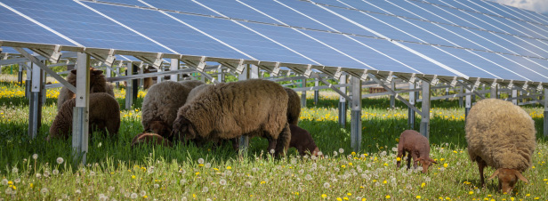Centrales photovoltaïques au sol : comment limiter les conflits d'usage