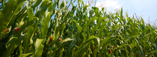 OGM : le Conseil d'Etat annule l'arrêté qui interdit le maïs MON 810