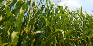 OGM : le Conseil d'Etat annule l'arrêté qui interdit le maïs MON 810