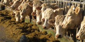 Les élevages de bovins bientôt soumis à un régime d'autorisation simplifiée