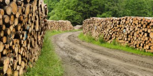 Les régions doivent élaborer leur schéma biomasse avant février 2017