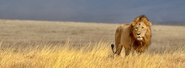 La communauté internationale échoue à renforcer la protection de éléphants et des lions d'Afrique