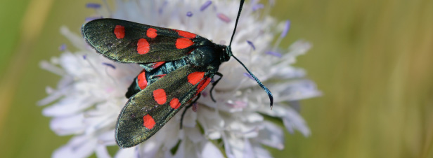 L'inquiétant déclin des papillons témoigne des atteintes toujours plus graves à la biodiversité