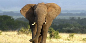 Le Parlement européen réclame l'interdiction totale du commerce de l'ivoire d'éléphant