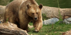 Une stratégie pour maintenir la population d'ours dans les Pyrénées